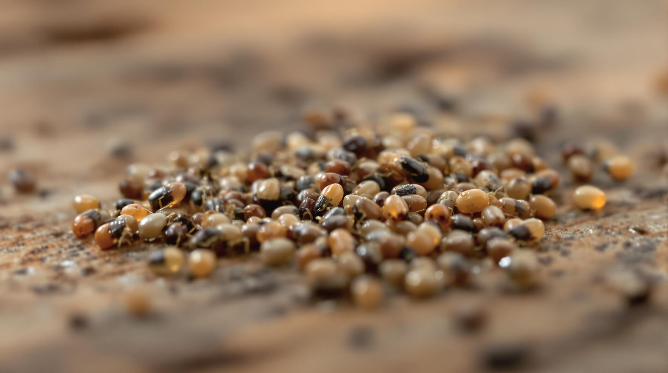Pile of varied colored seeds