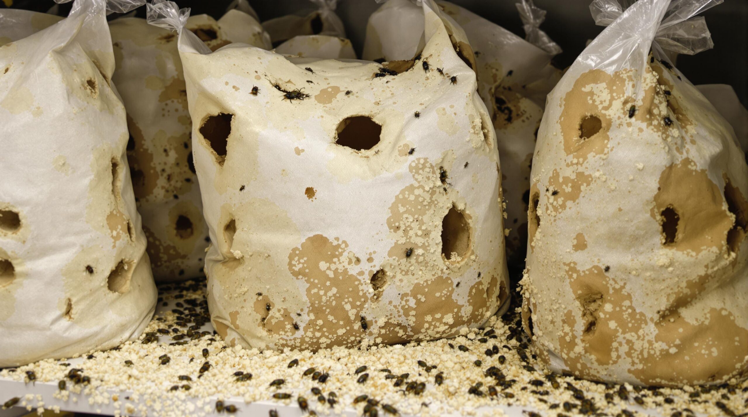 Stegobium Paniceum : Dangers et Protection Maison 6 Mushroom growing bags with beetle infestation.