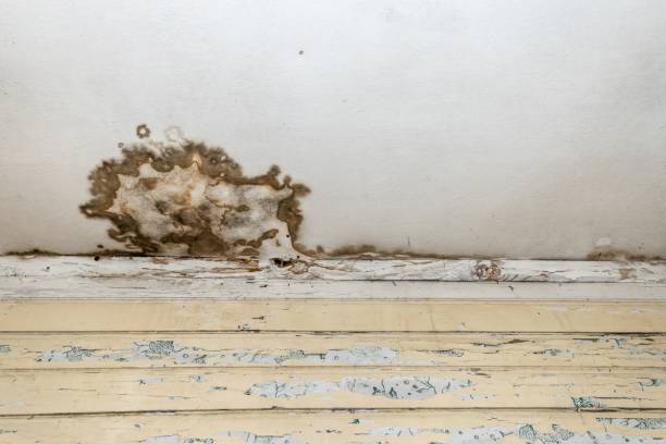 mérule champignon parasite infestation traitement 