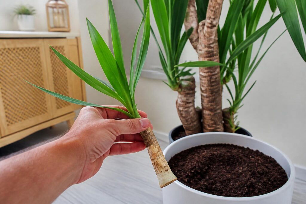 découvrez comment bouturer un yucca facilement pour multiplier votre plante d'intérieur ou d'extérieur grâce à notre méthode simple et efficace.
