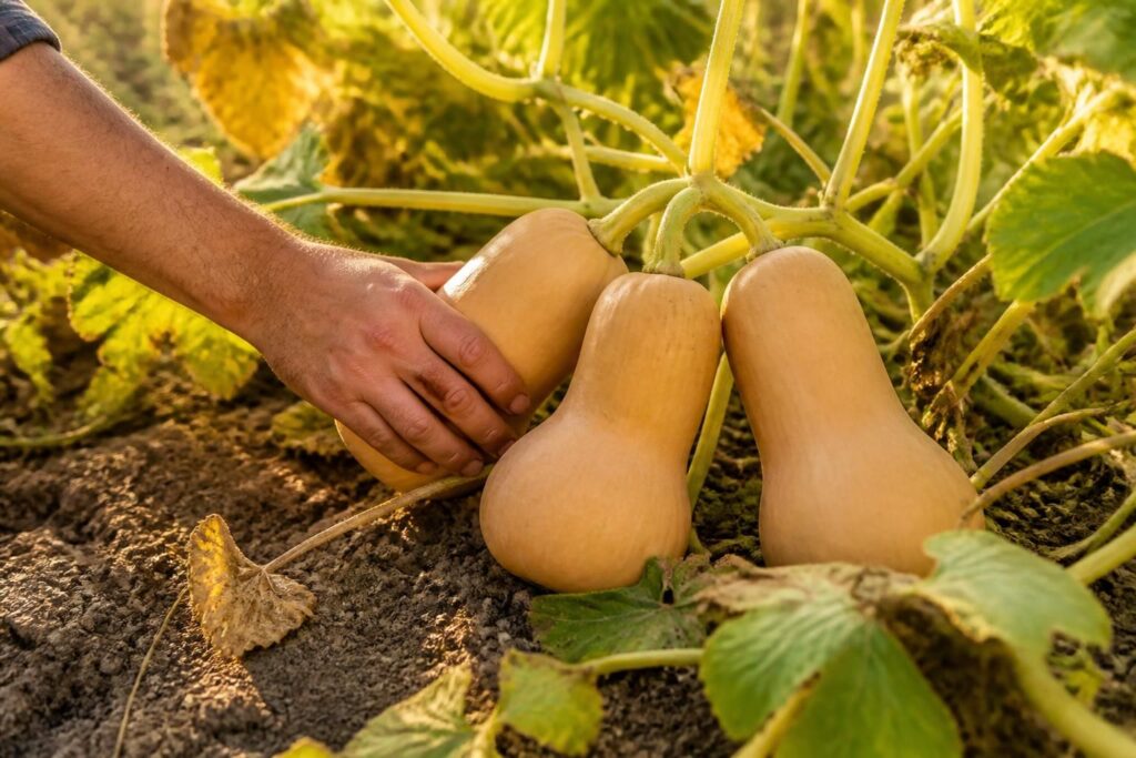 découvrez quand ramasser les butternut grâce aux signes de maturité essentiels pour une récolte optimale et savoureuse de vos courges.