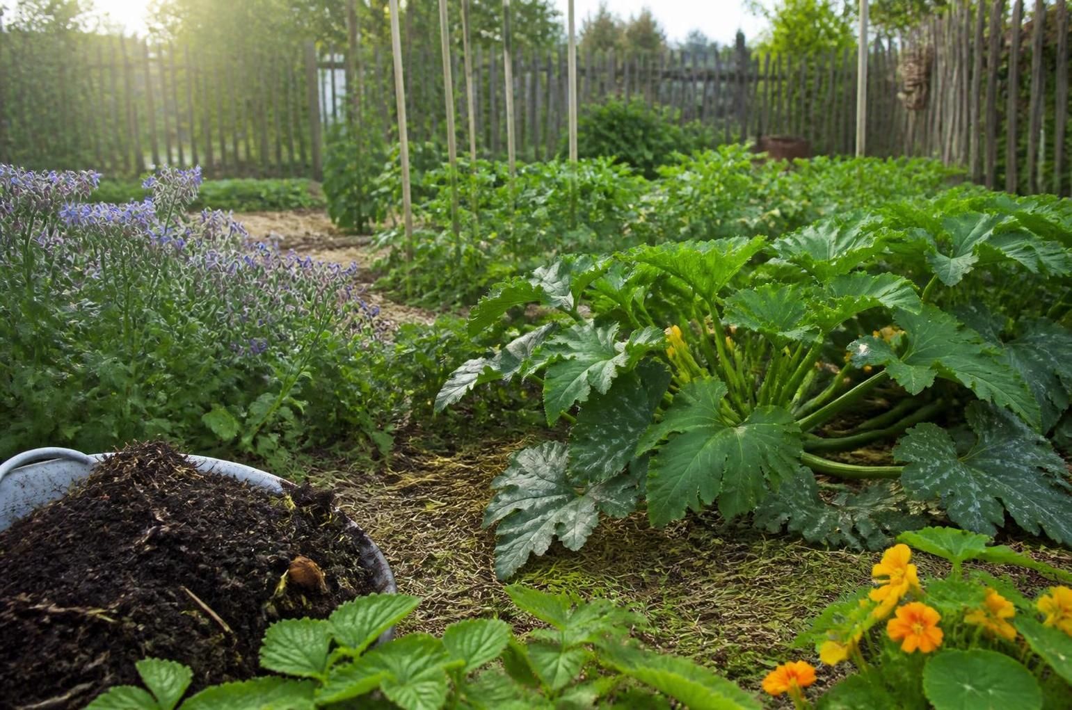 Calendrier du potager : quand planter courgette pour une récolte abondante 4 découvrez le calendrier du potager idéal pour planter vos courgettes au bon moment et assurer une récolte abondante et savoureuse tout au long de la saison.