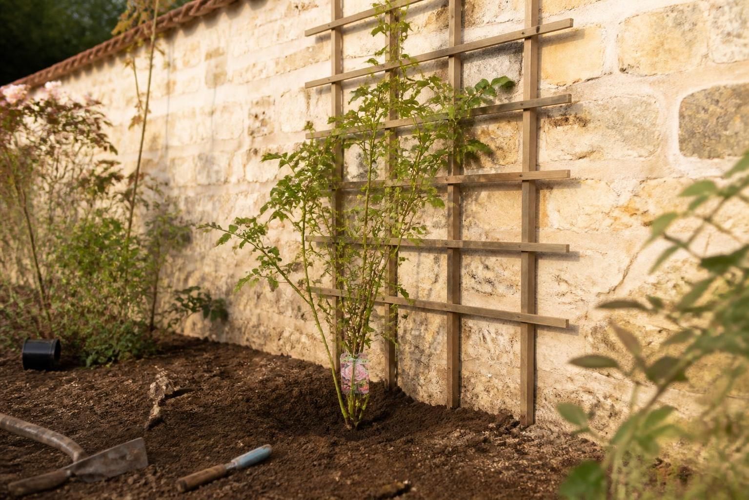 découvrez le meilleur moment pour planter un rosier grimpant et les astuces pour favoriser un enracinement optimal et une croissance florissante.