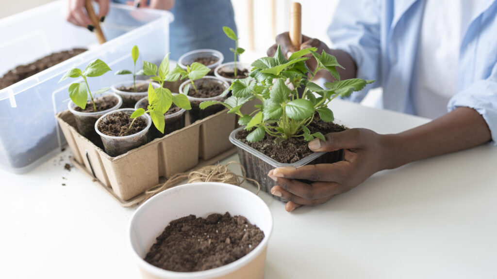 Plantation en mini-mottes : les bonnes pratiques à connaître